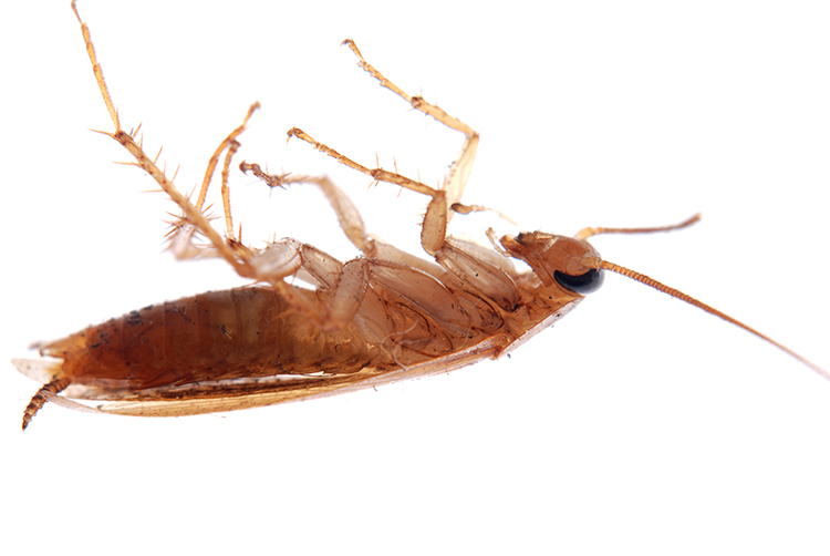 duitse kakkerlak