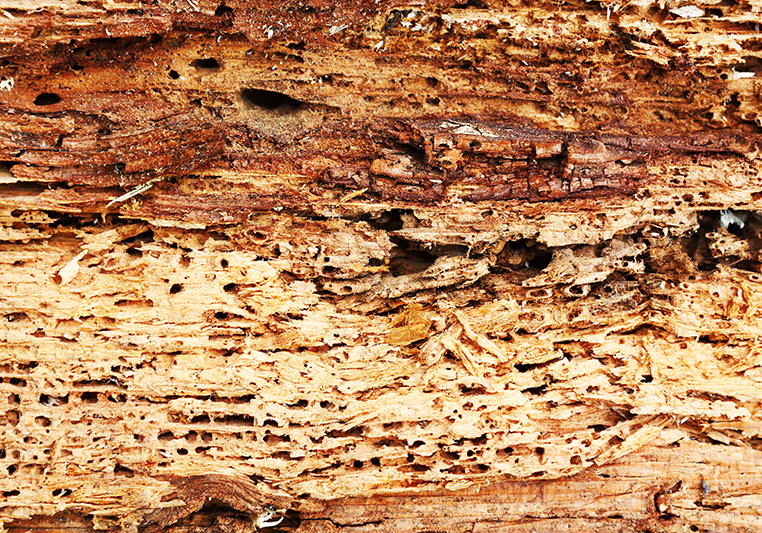 houtworm verdelgen last van hout worm kevers